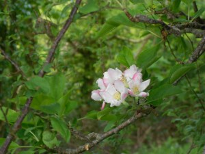 What is this please?