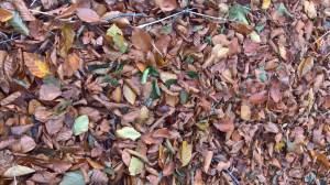 wp_20161113_14_04_46_pro